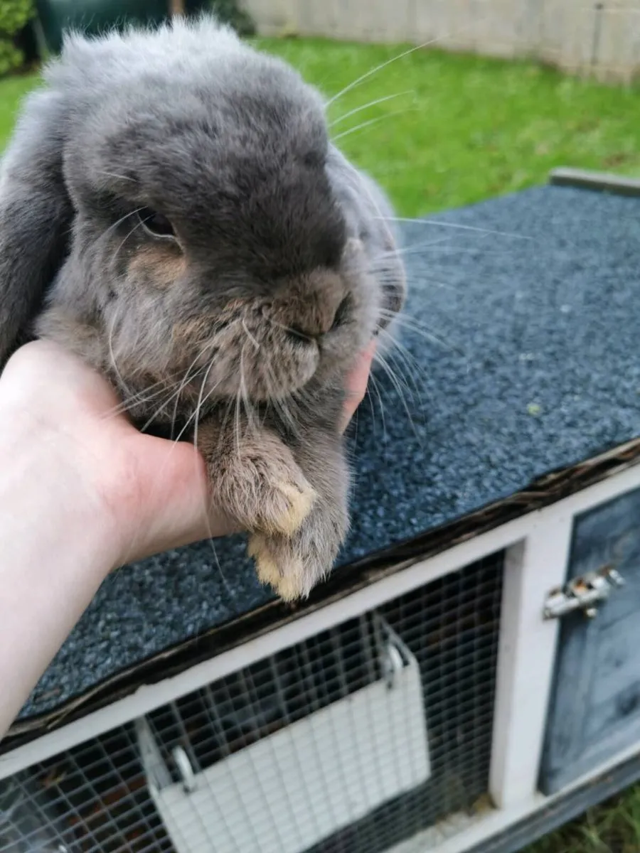 Female Mini Lop rabbit - Image 2