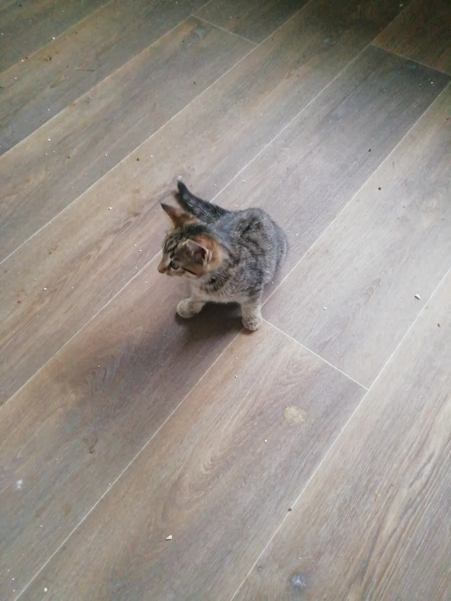 Kittens - Image 1