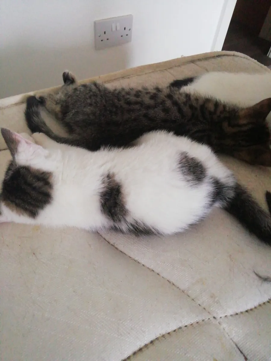 Kittens - Image 2