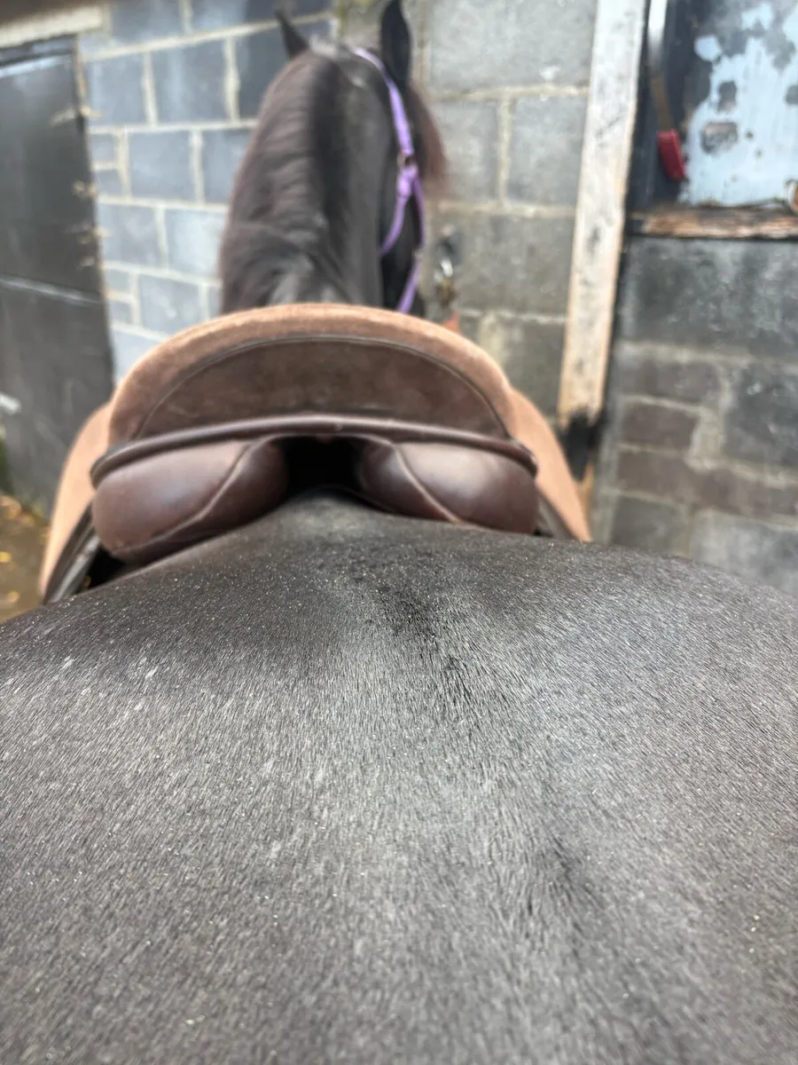 Saddle Handmade by Martin Wilkinson - Image 3