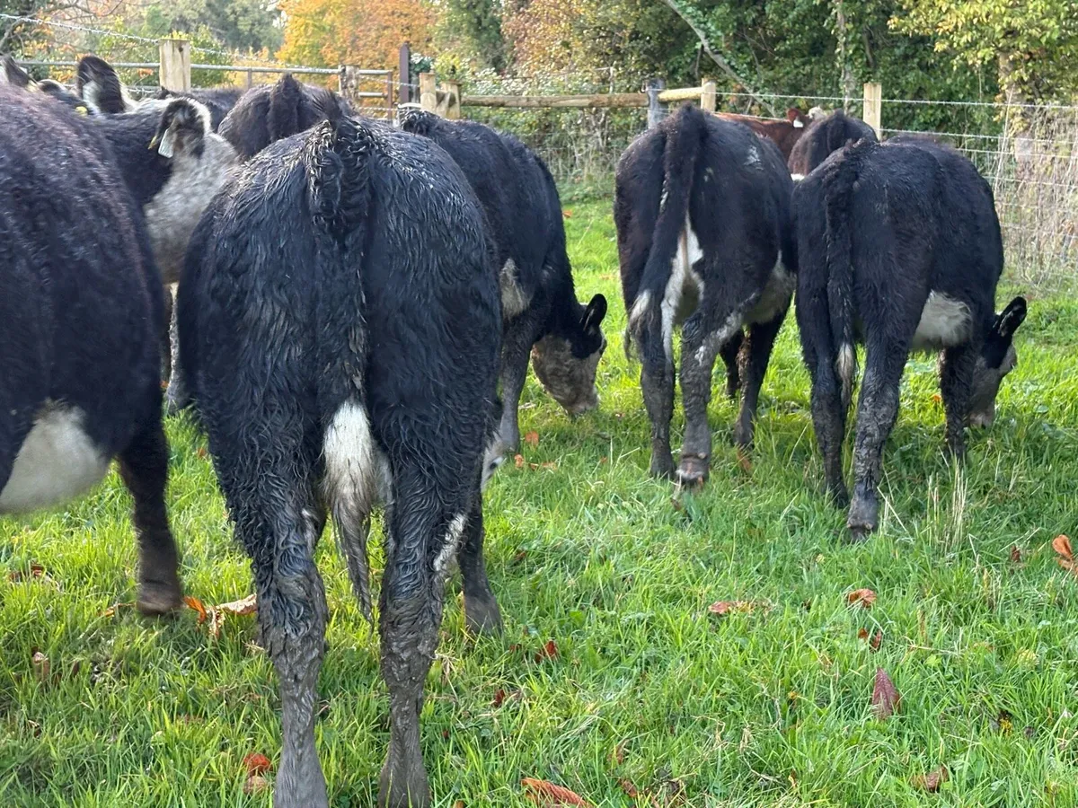 25 smashing Hereford heifers 250kg - Image 4