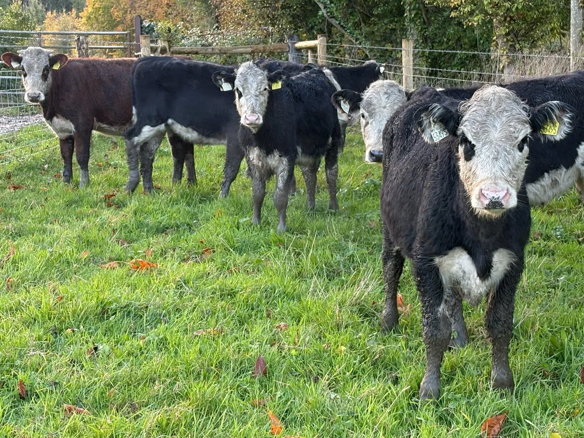 25 smashing Hereford heifers 250kg - Image 1