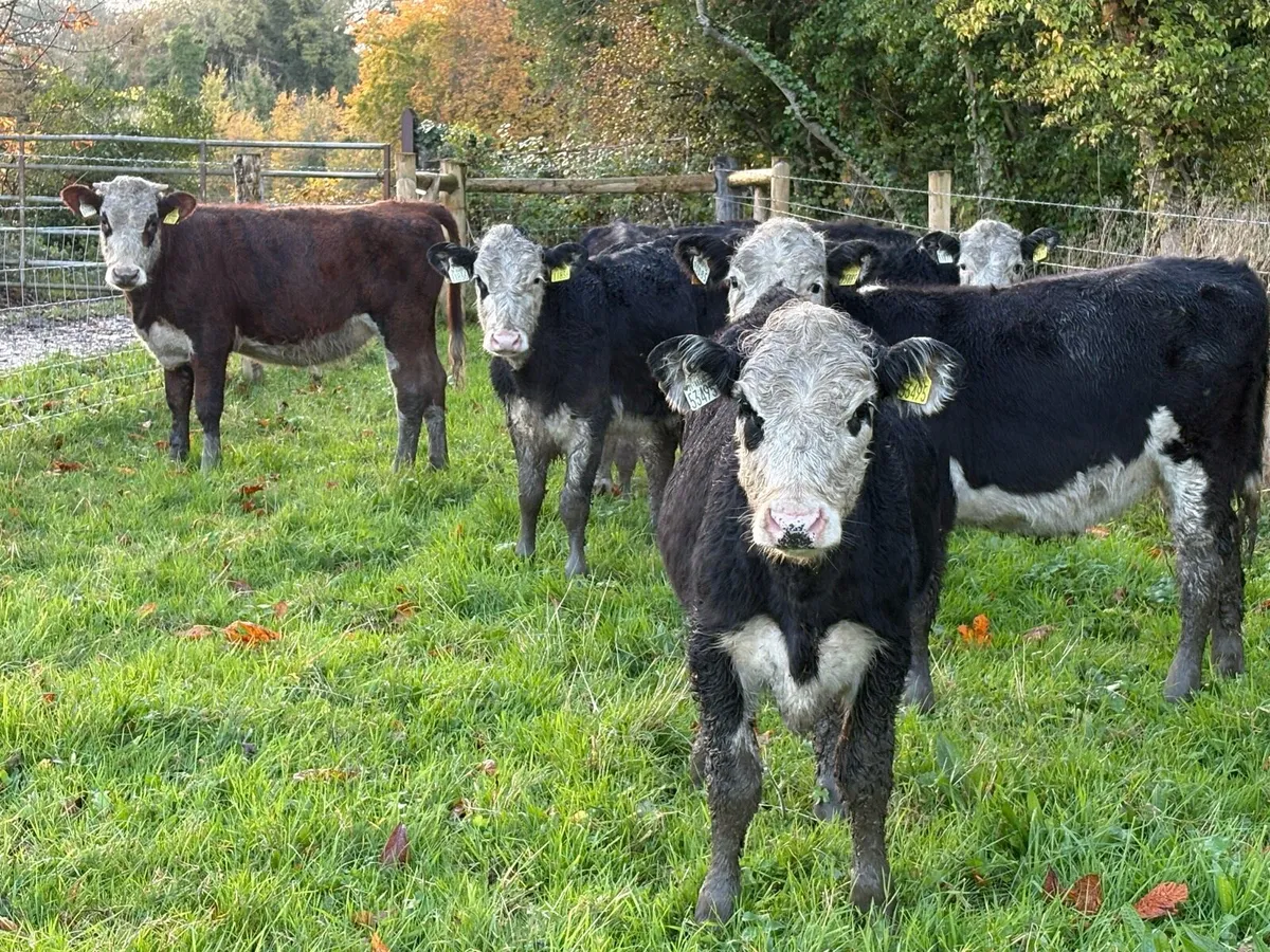 25 smashing Hereford heifers 250kg - Image 2