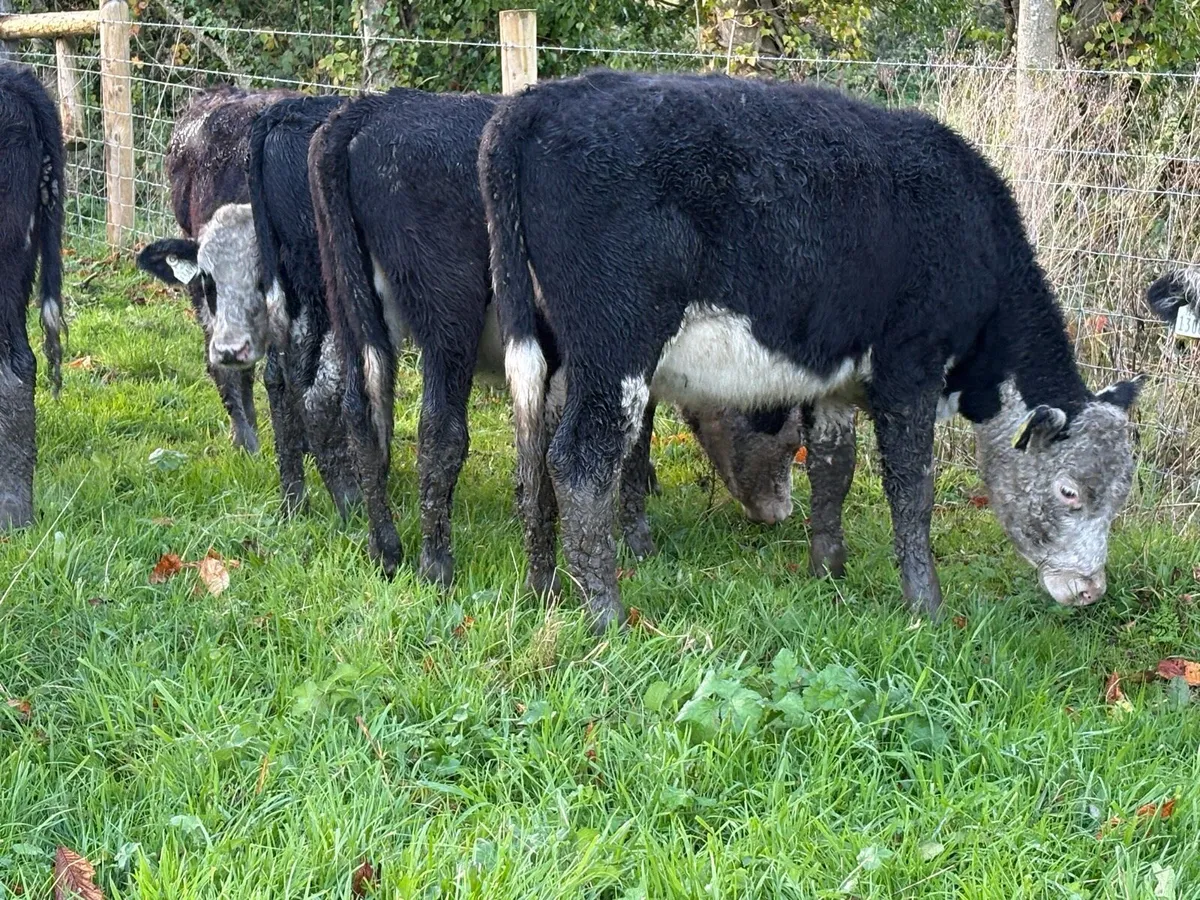 25 smashing Hereford heifers 250kg - Image 3
