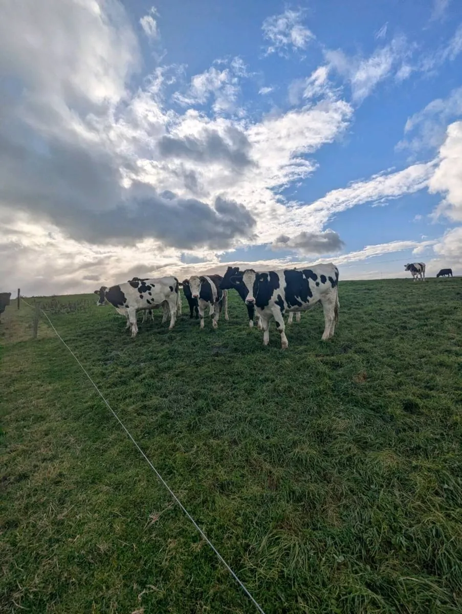 10 store freisian bullocks - Image 1