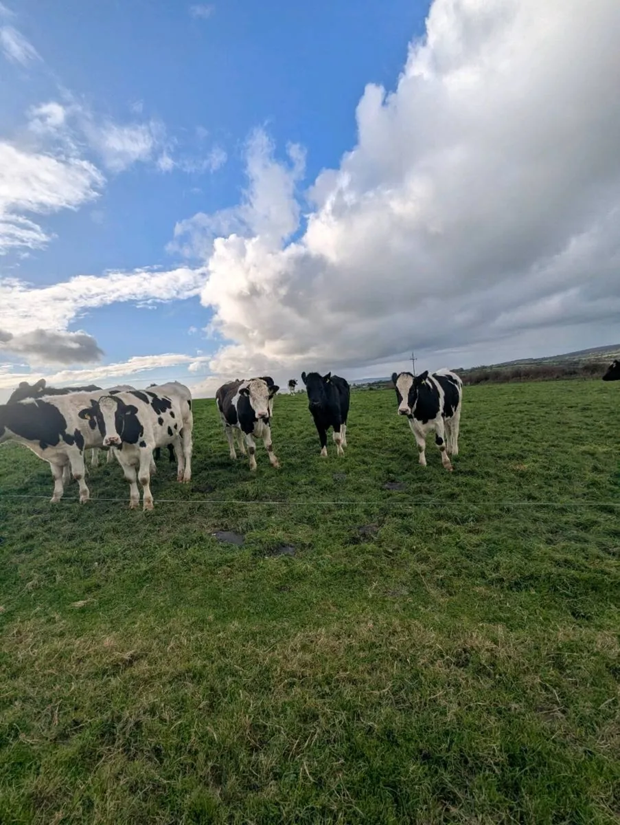 10 store freisian bullocks - Image 2