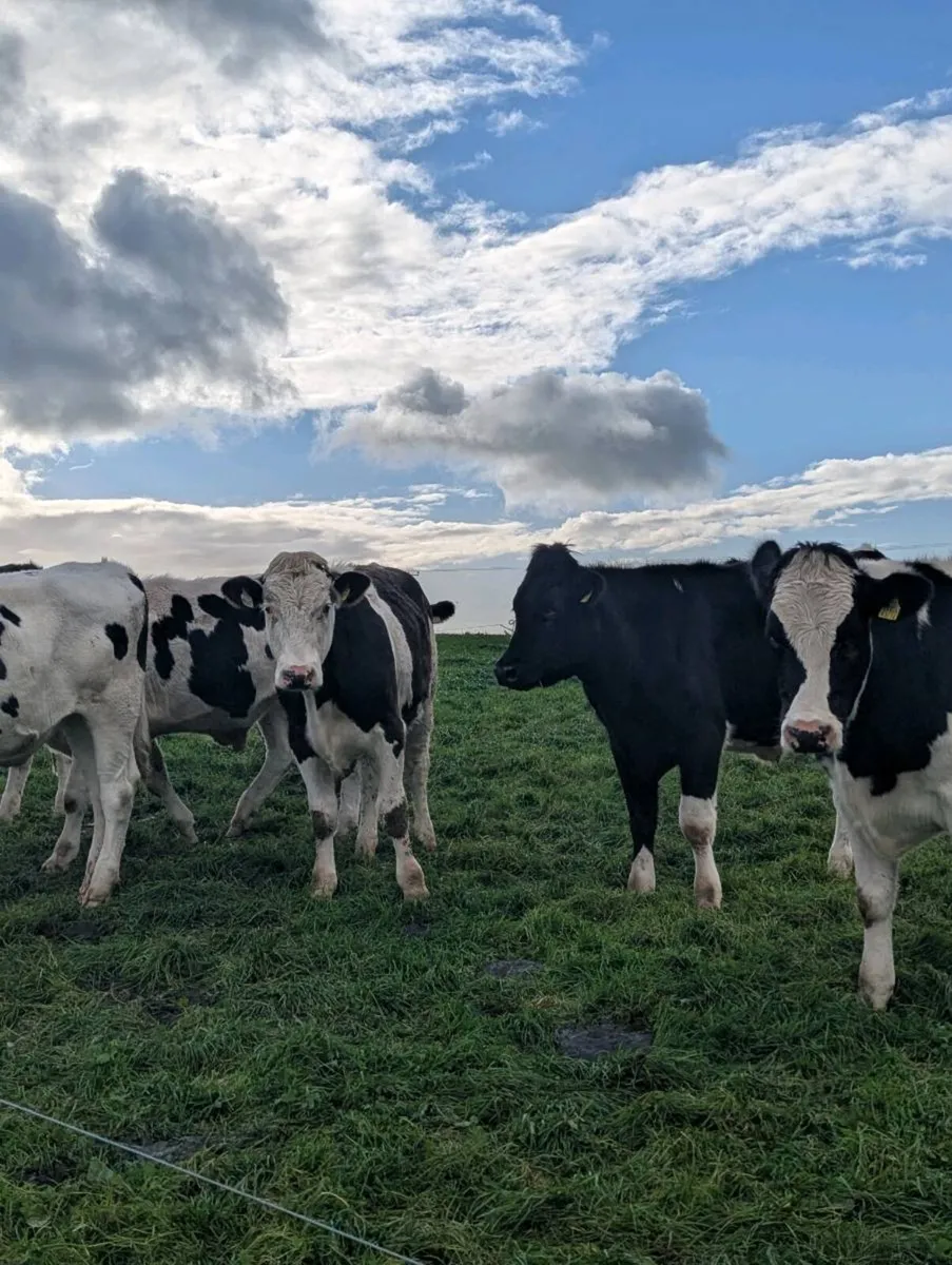 10 store freisian bullocks - Image 3
