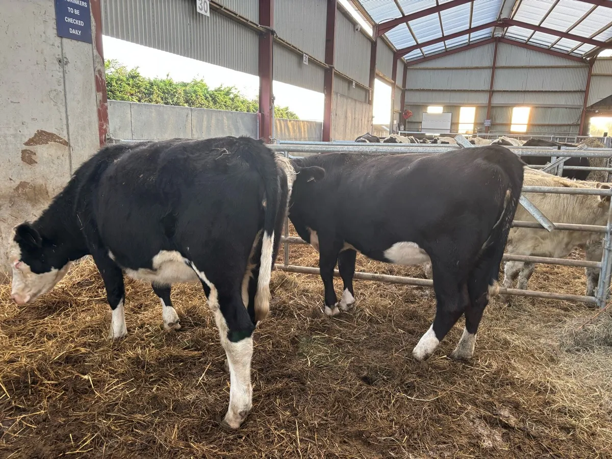 2 super Hereford springer heifers - Image 3