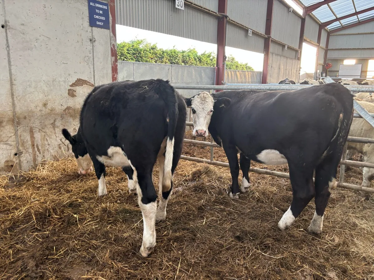 2 super Hereford springer heifers - Image 4