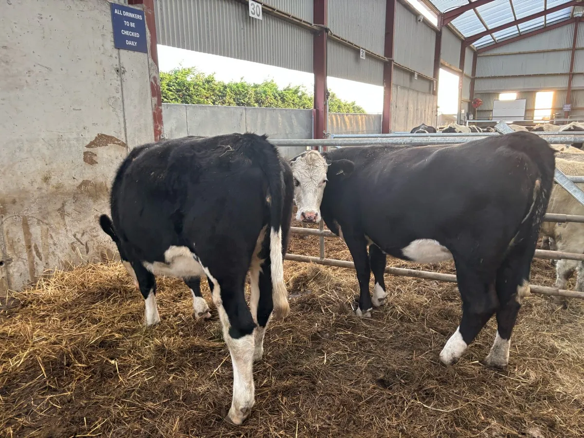 2 super Hereford springer heifers - Image 1