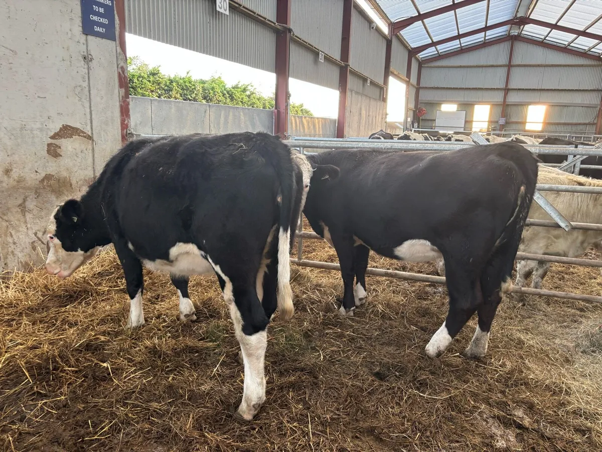 2 super Hereford springer heifers - Image 2