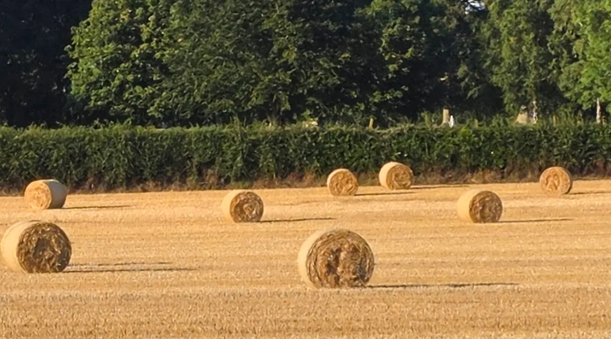 BEAUTIFUL WINTER  & SPRING BARLEY STRAW