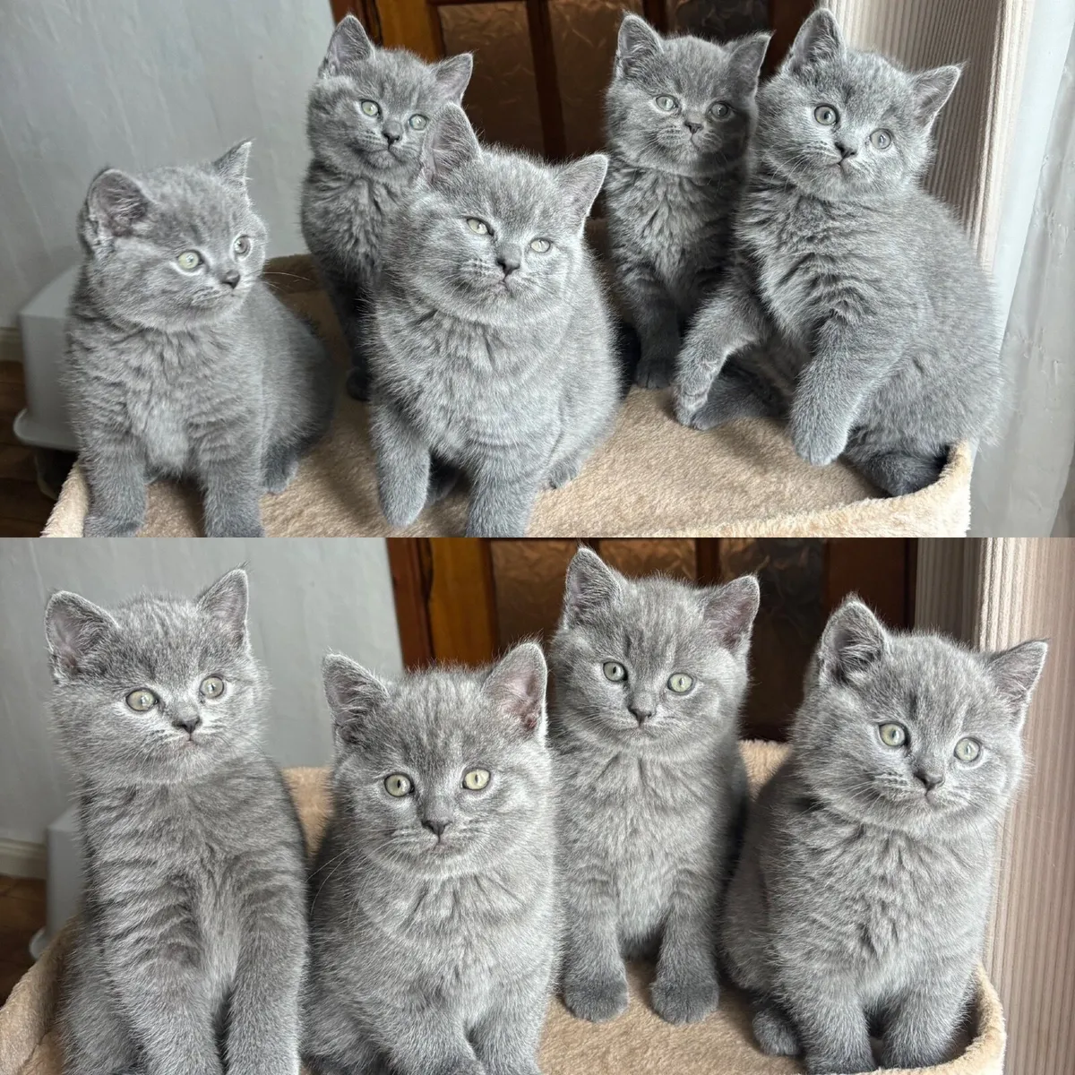 British Shorthair Kittens For Sale - Image 1