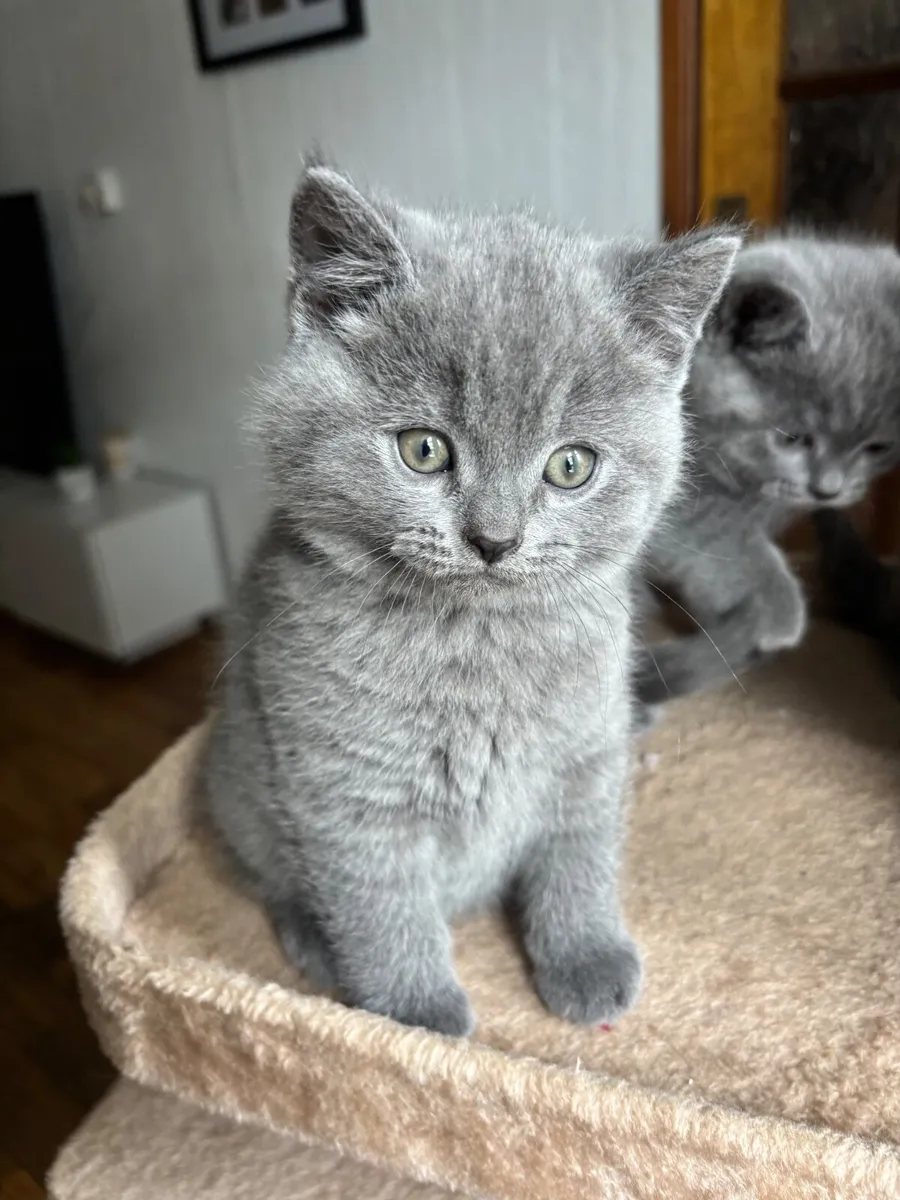 British Shorthair Kittens For Sale - Image 2