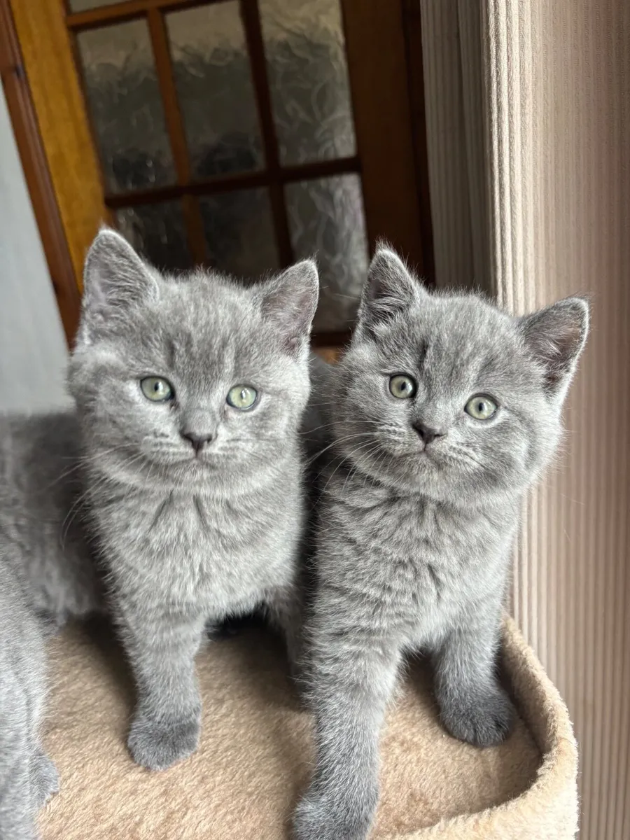 British Shorthair Kittens For Sale - Image 3
