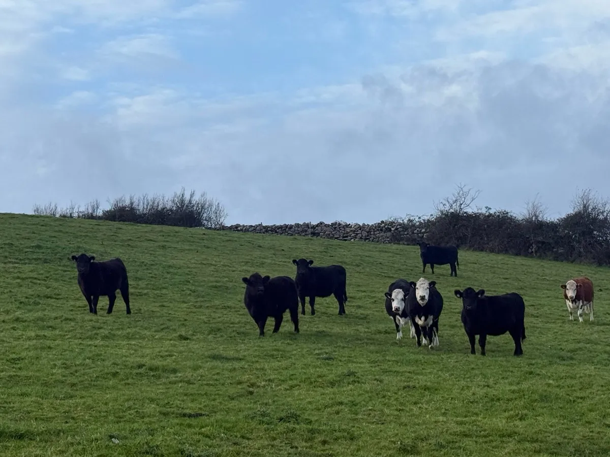 Aberdeen Angus PB & Hereford in-calf heifers - Image 3