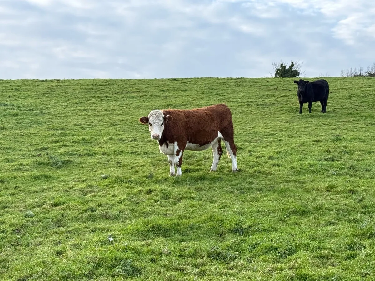 Aberdeen Angus PB & Hereford in-calf heifers - Image 4