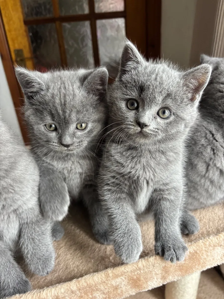 British Shorthair Kittens For Sale - Image 4