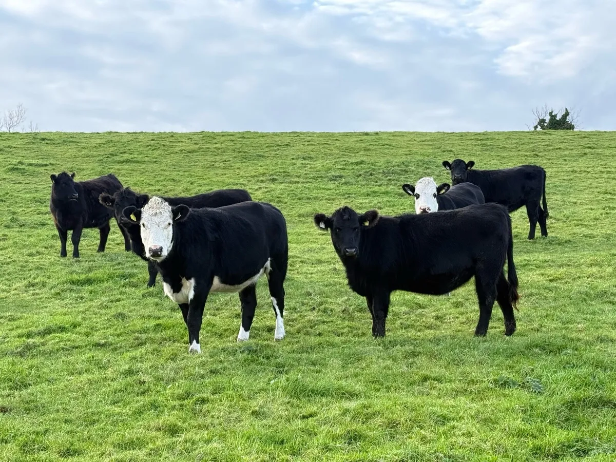 Aberdeen Angus PB & Hereford in-calf heifers - Image 1