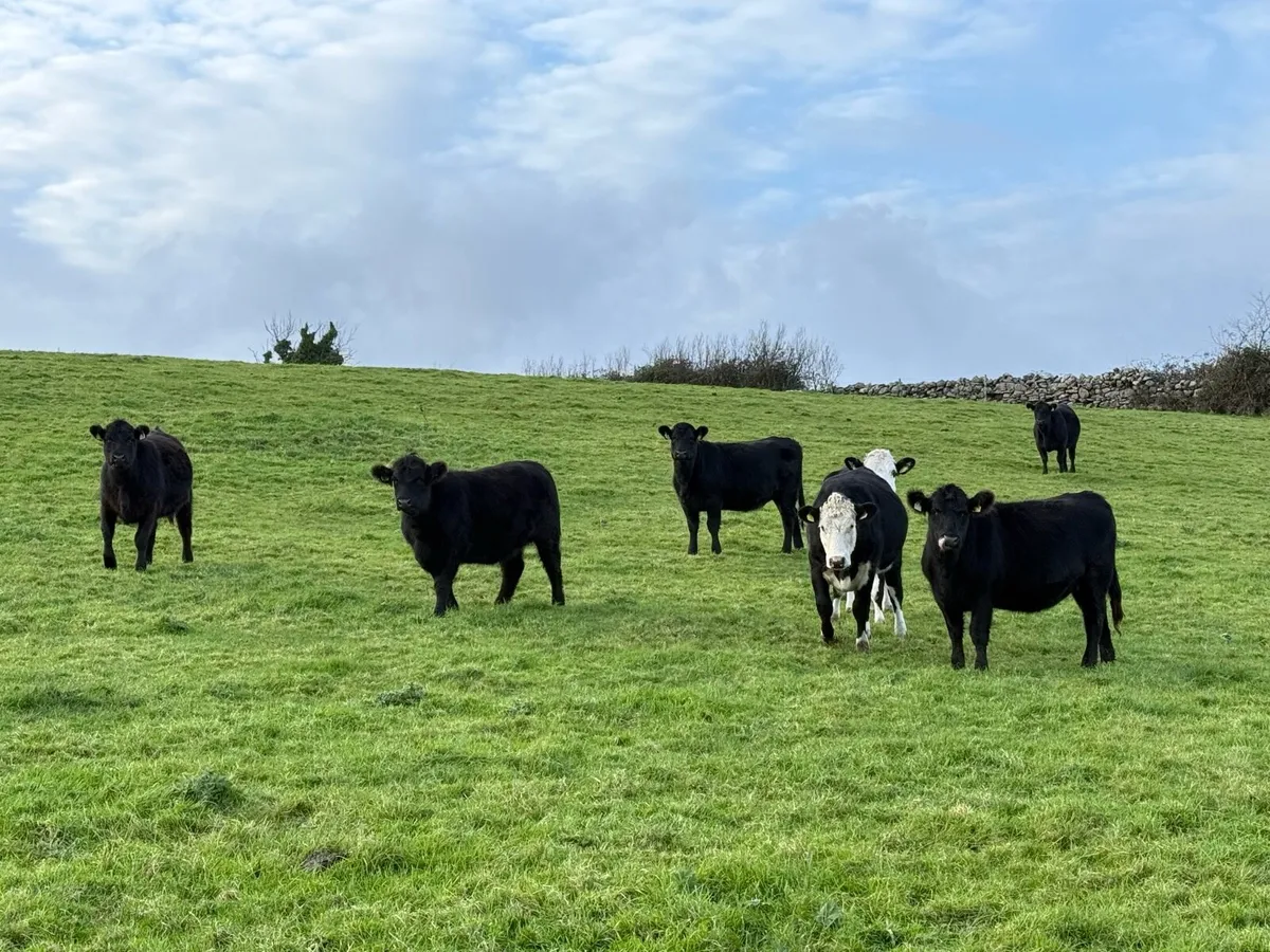 Aberdeen Angus PB & Hereford in-calf heifers - Image 2