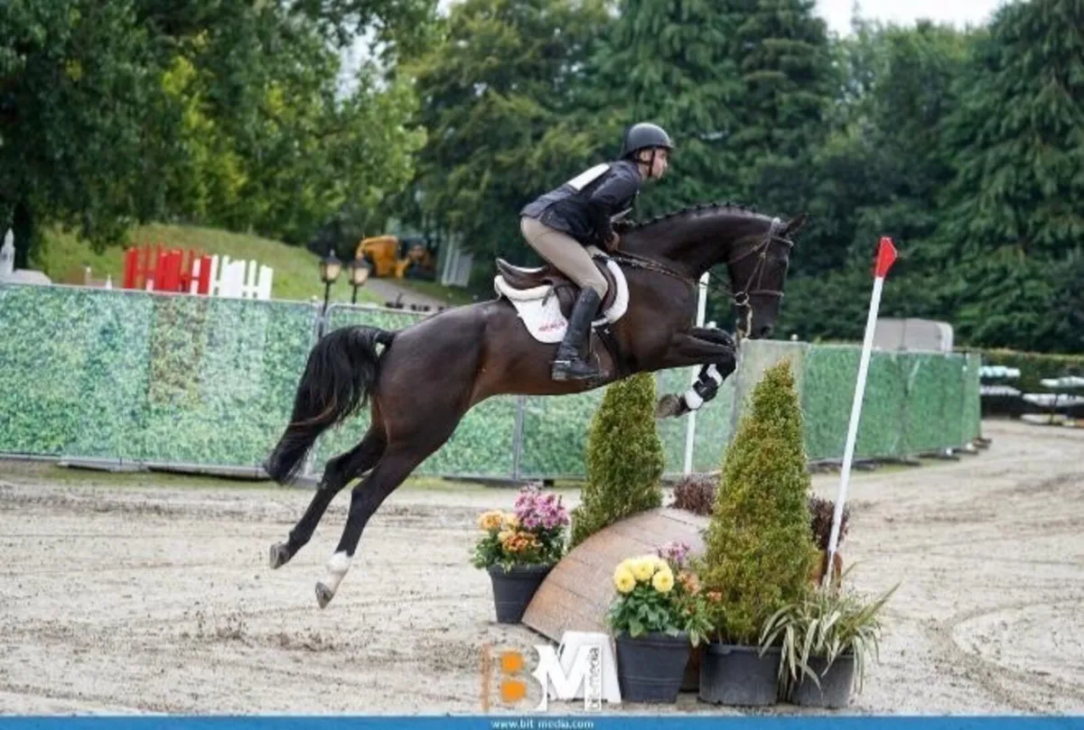 Competitive 6 yr old gelding - Image 1