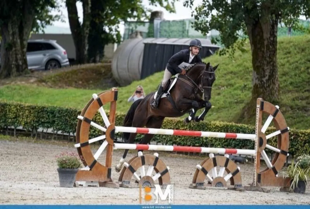 Competitive 6 yr old gelding - Image 2