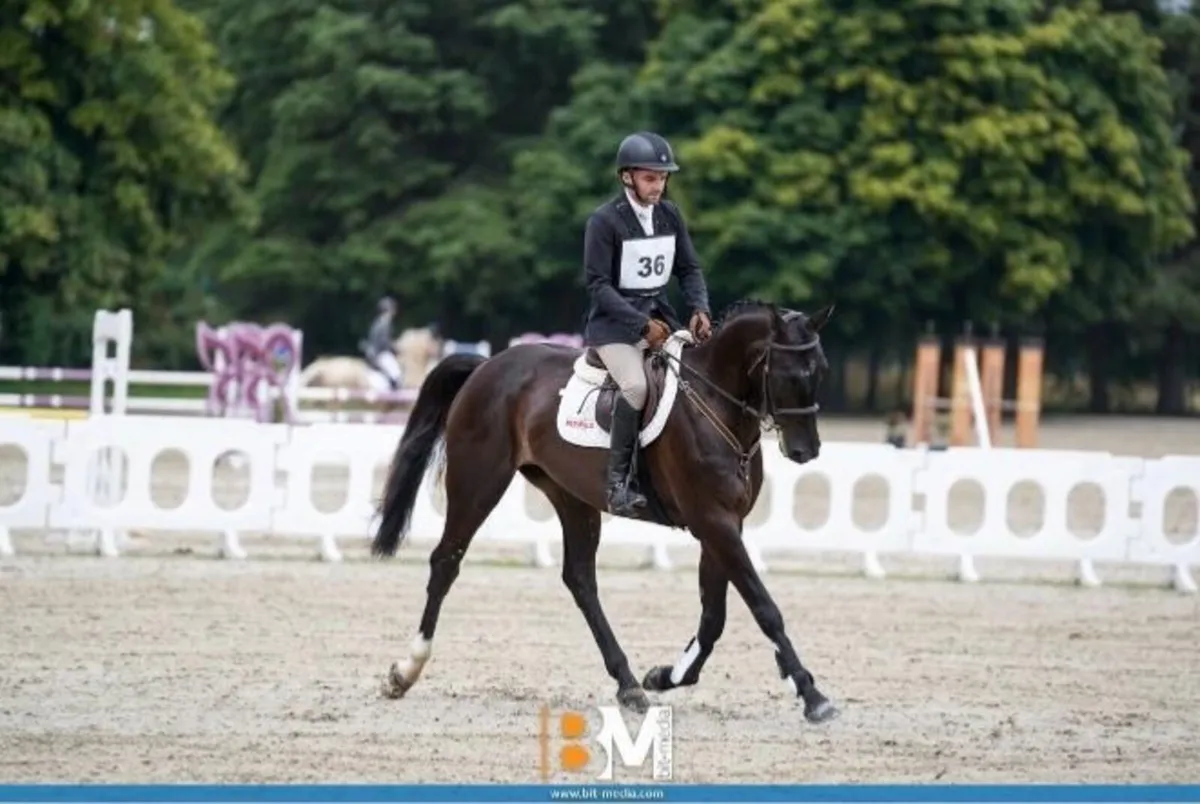 Competitive 6 yr old gelding - Image 3