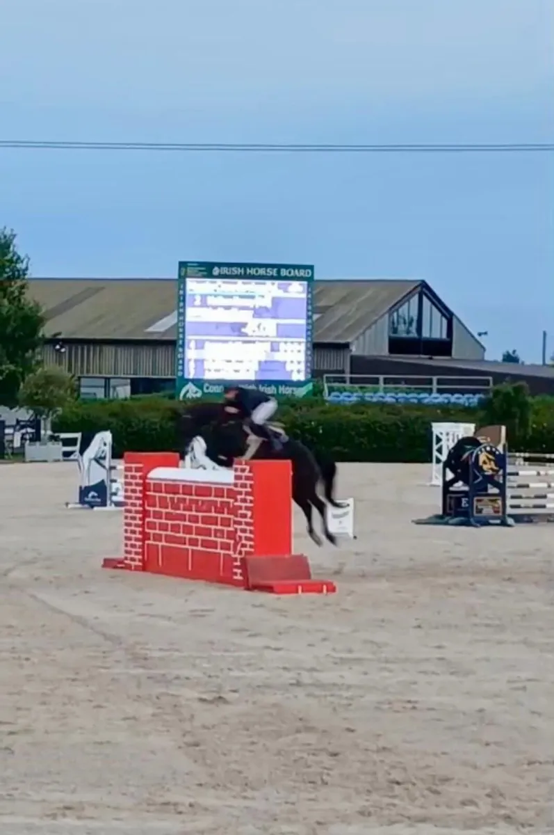 Competitive 6 yr old gelding - Image 4