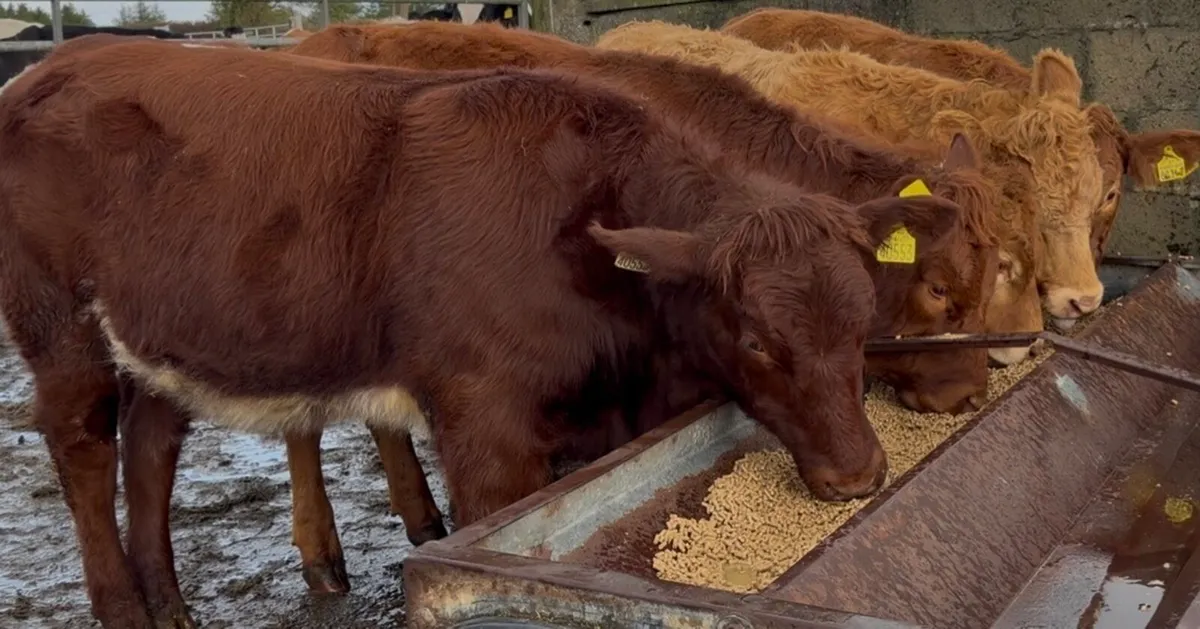 4 top class heifers - Image 2