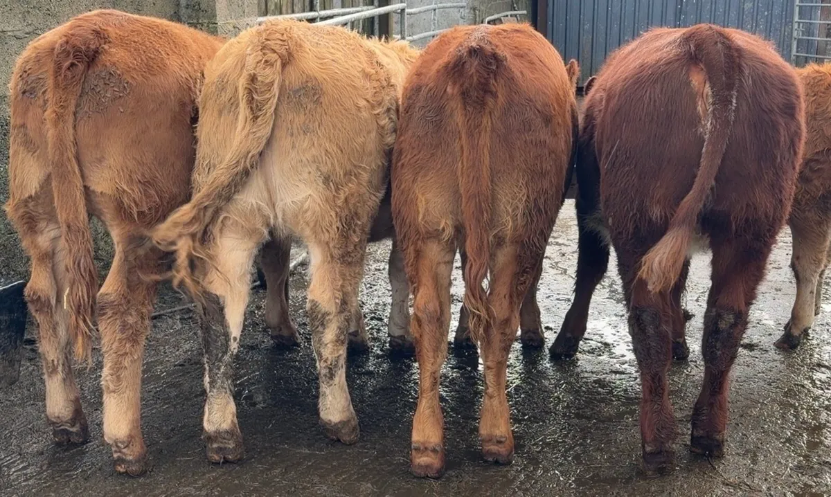 4 top class heifers - Image 1
