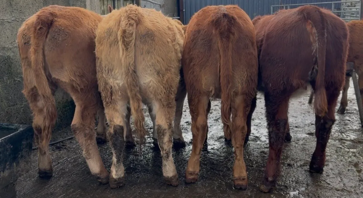 4 top class heifers - Image 3