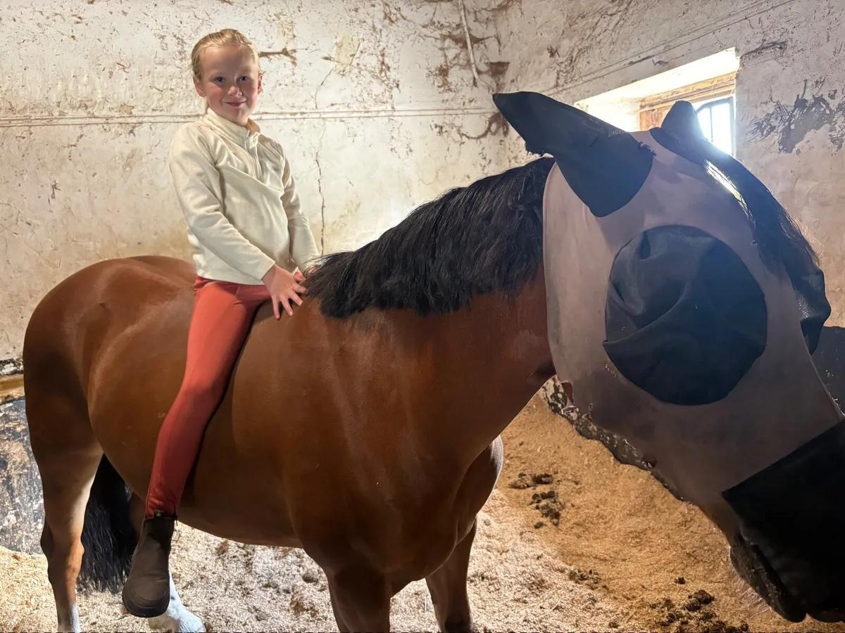 pony - Image 3