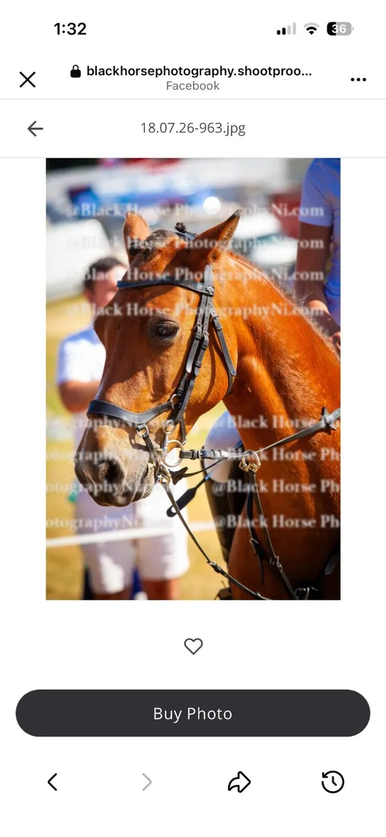 pony - Image 2