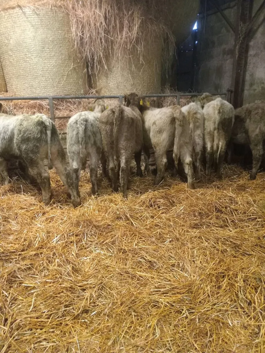 7 smashing sukler breed charolais weanlings - Image 1