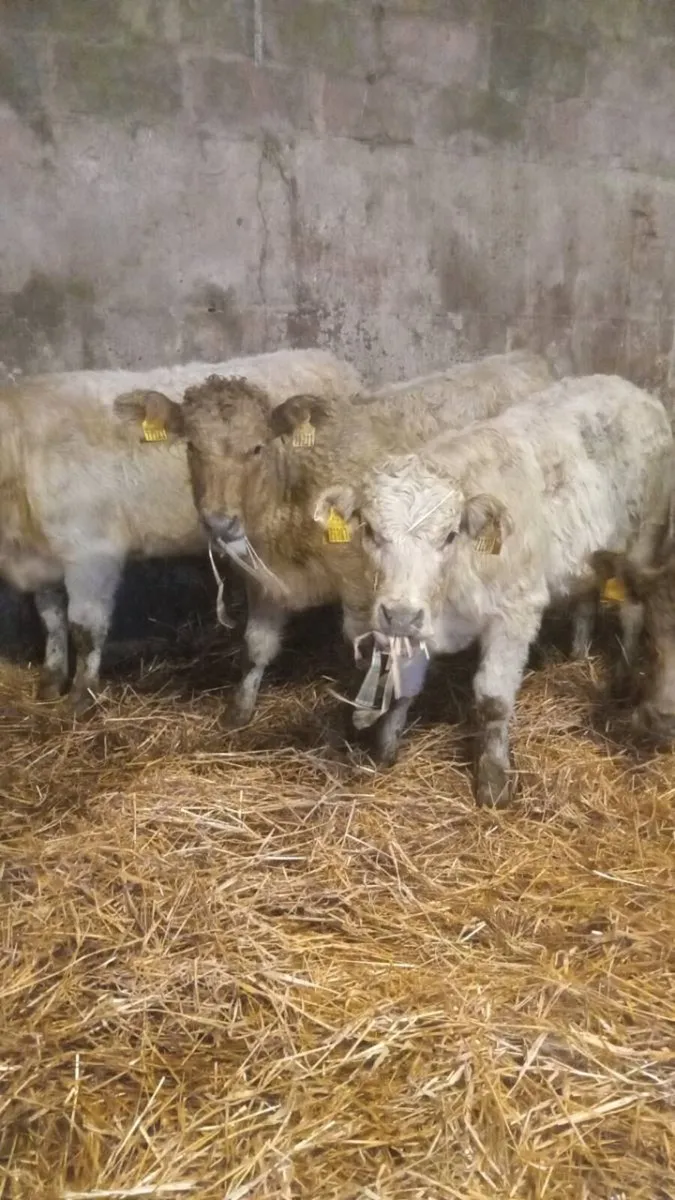 7 smashing sukler breed charolais weanlings - Image 2