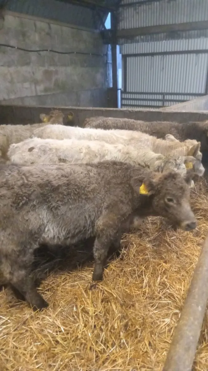 7 smashing sukler breed charolais weanlings - Image 3
