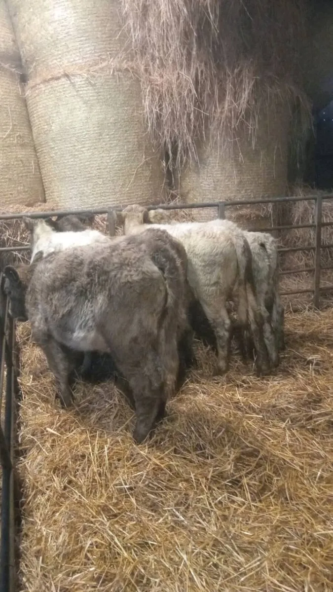 7 smashing sukler breed charolais weanlings - Image 4