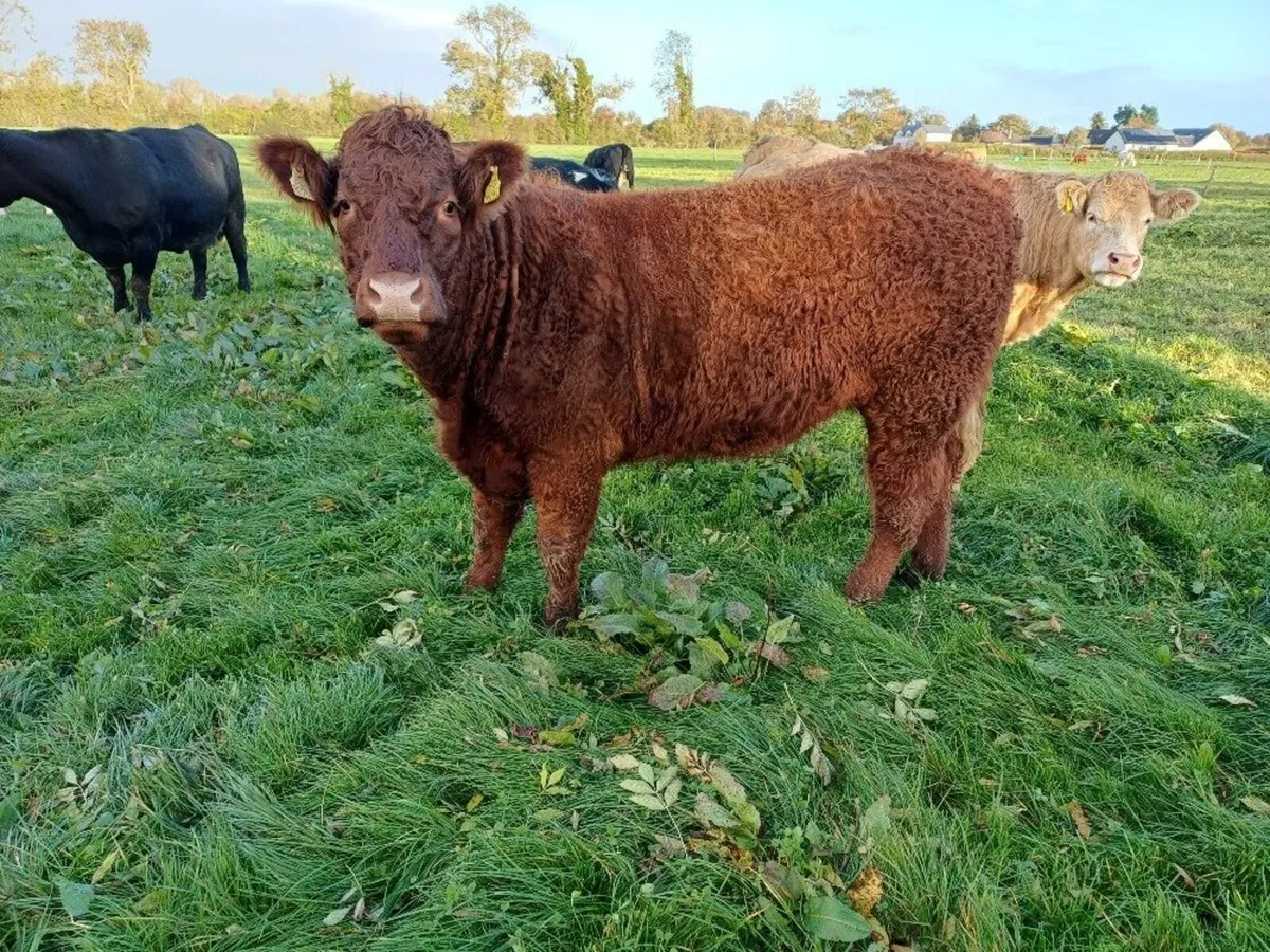 5 Star In Calf Saler Heifer - Image 1