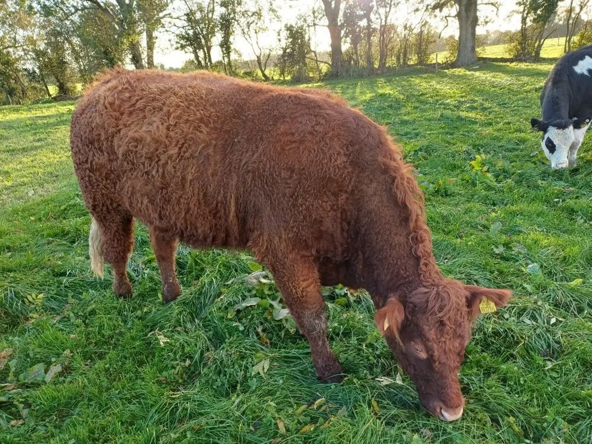 5 Star In Calf Saler Heifer - Image 2