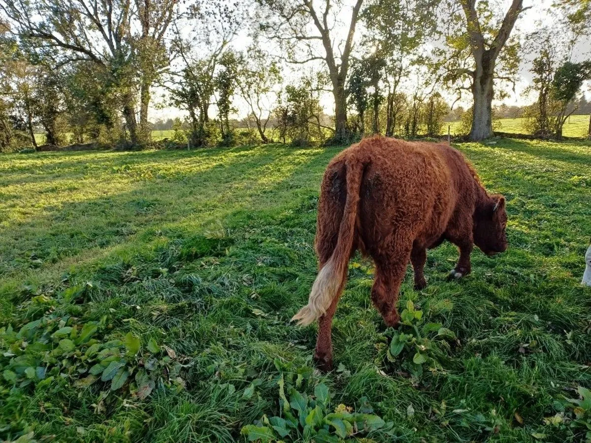 5 Star In Calf Saler Heifer - Image 3