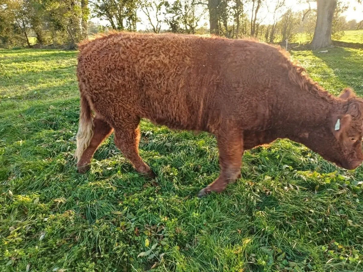5 Star In Calf Saler Heifer - Image 4