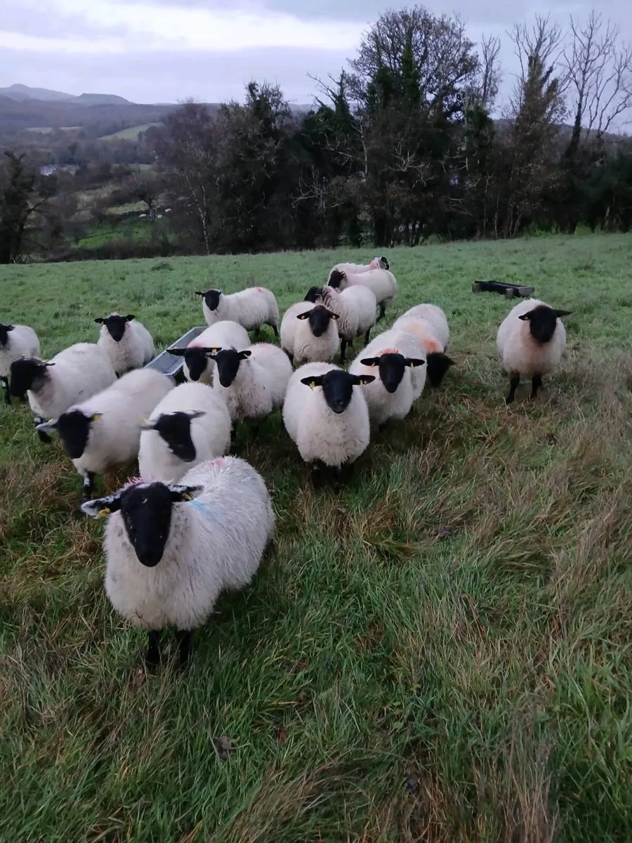 Suffolk ewe lambs - Image 1
