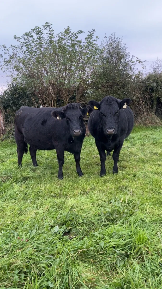 2 Springer heifers - Image 1