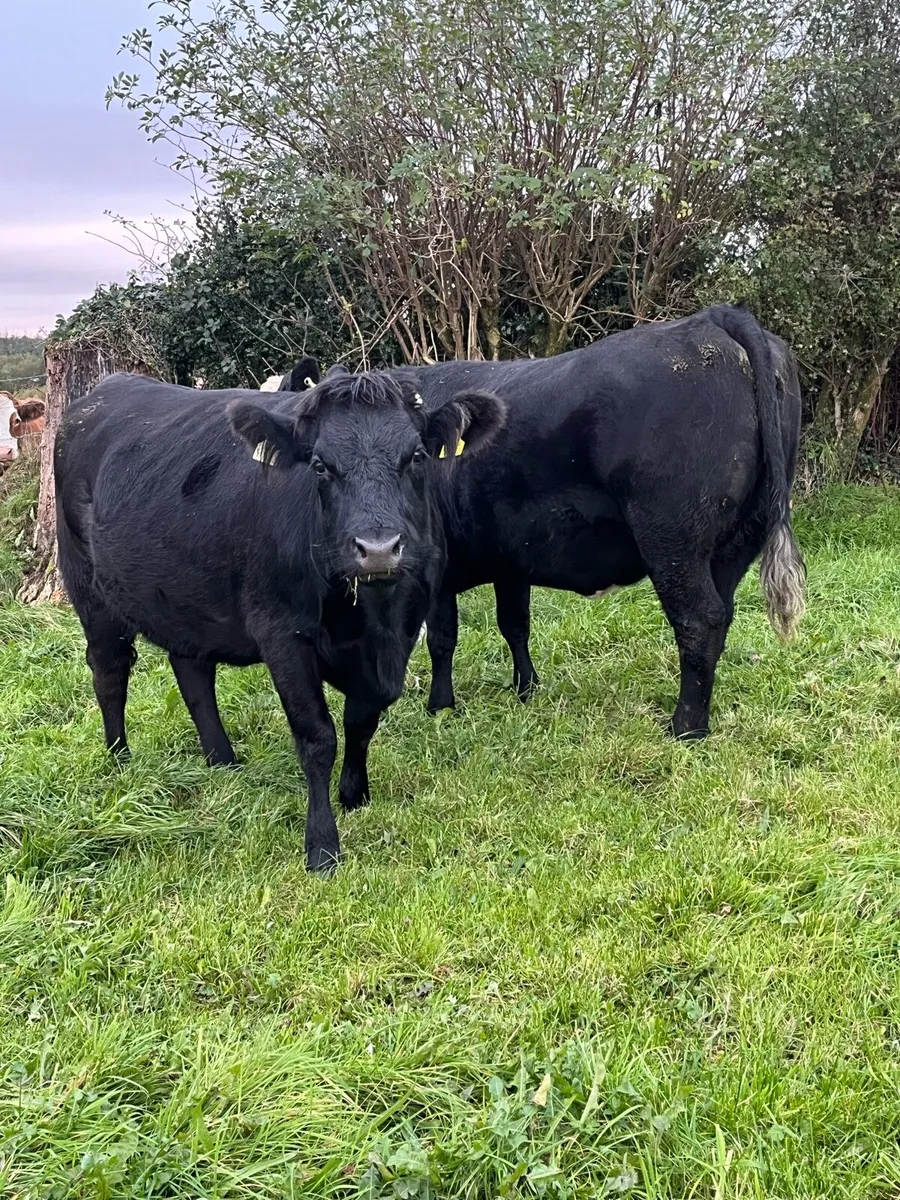 2 Springer heifers - Image 2