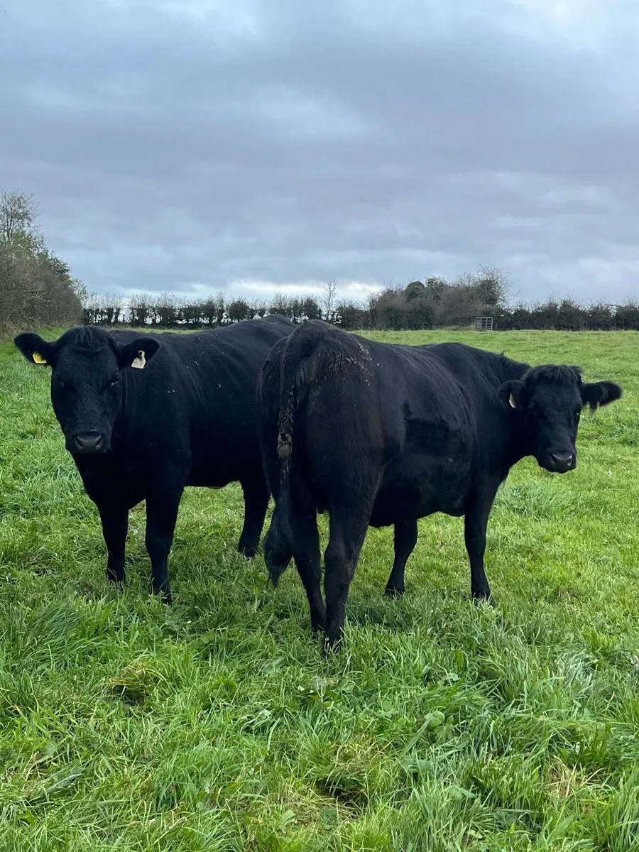 2 Springer heifers - Image 3