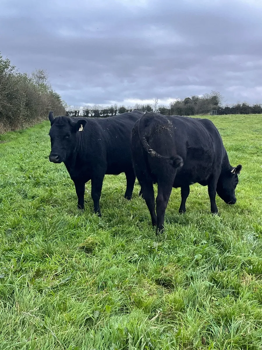 2 Springer heifers - Image 4