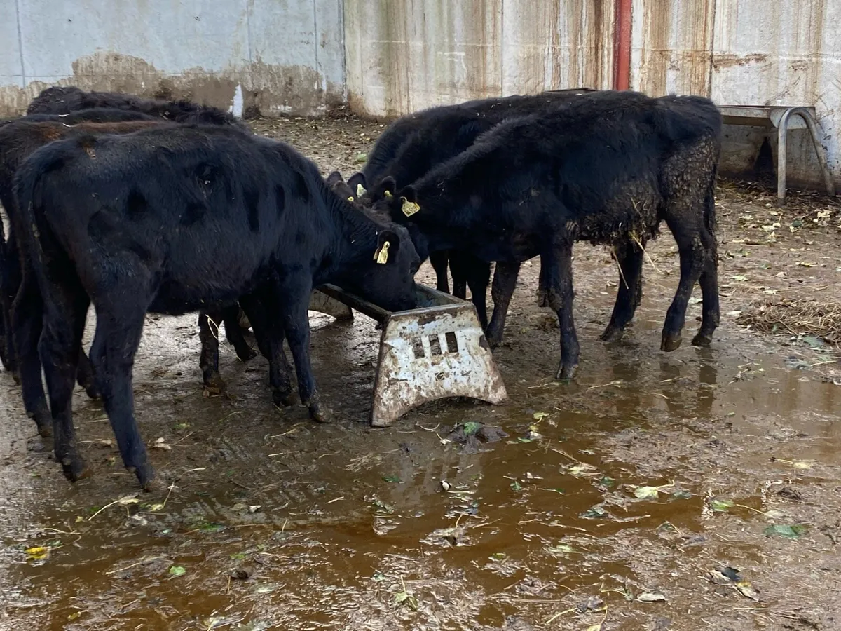 7 Angus Weanlings @ Lissava Livestock - Image 3