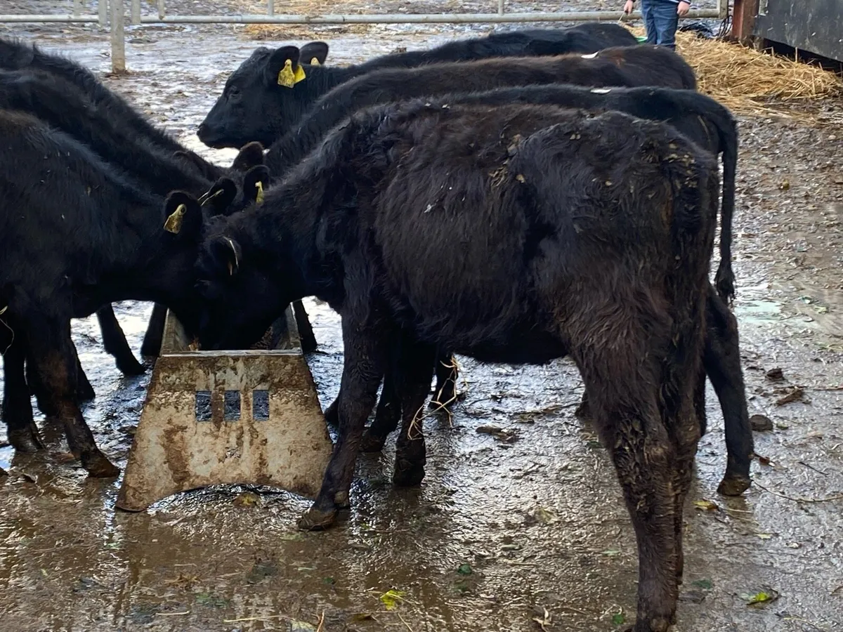 7 Angus Weanlings @ Lissava Livestock - Image 4