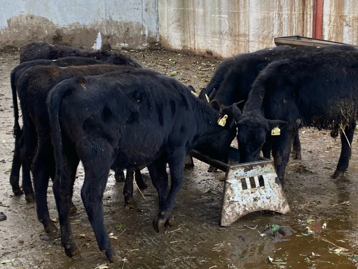 7 Angus Weanlings @ Lissava Livestock - Image 1