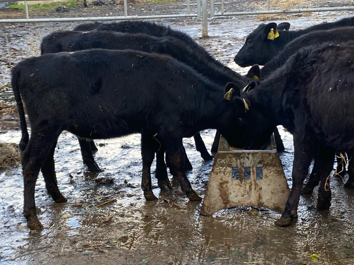 7 Angus Weanlings @ Lissava Livestock - Image 2